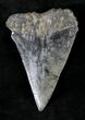 Large Fossil Mako Shark Tooth - #20754-1
